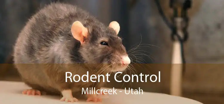 Rodent Control Millcreek - Utah