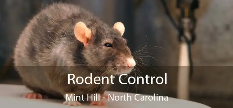 Rodent Control Mint Hill - North Carolina