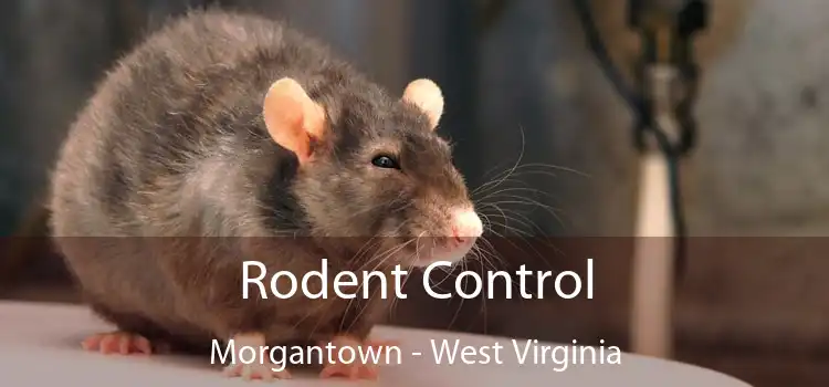 Rodent Control Morgantown - West Virginia