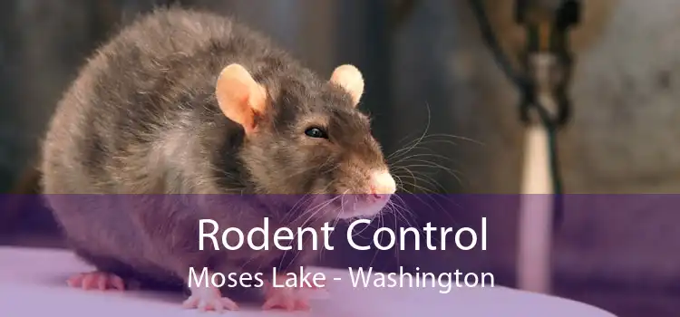 Rodent Control Moses Lake - Washington