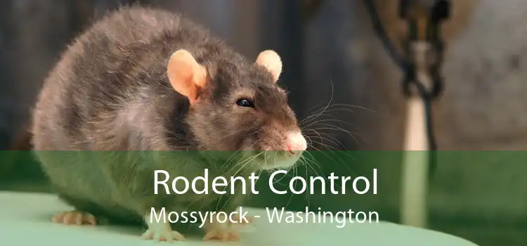 Rodent Control Mossyrock - Washington