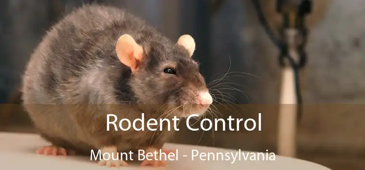 Rodent Control Mount Bethel - Pennsylvania