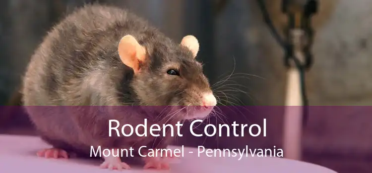 Rodent Control Mount Carmel - Pennsylvania