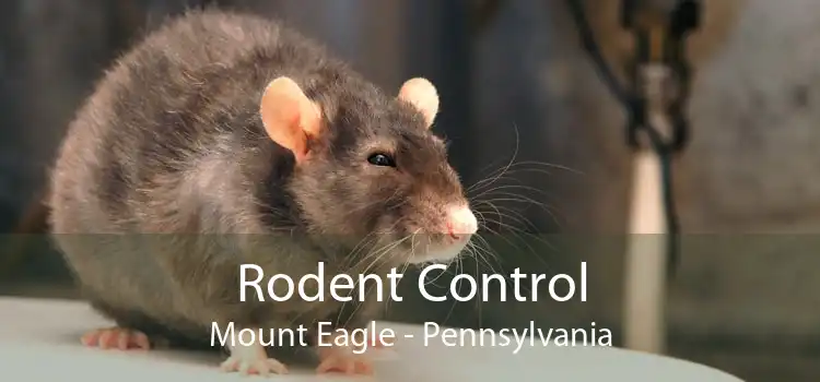 Rodent Control Mount Eagle - Pennsylvania
