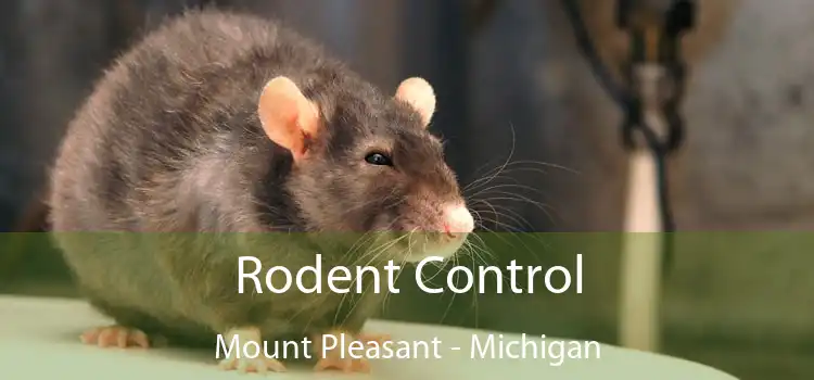 Rodent Control Mount Pleasant - Michigan