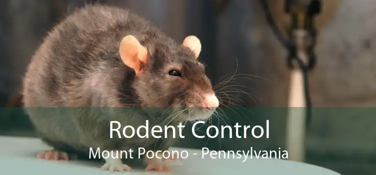Rodent Control Mount Pocono - Pennsylvania