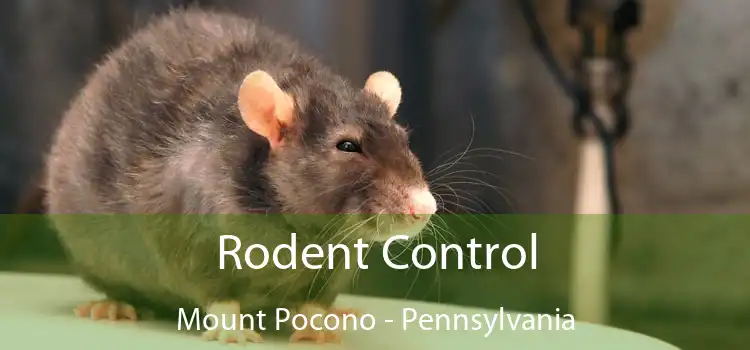 Rodent Control Mount Pocono - Pennsylvania