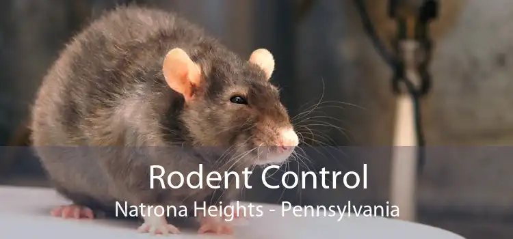 Rodent Control Natrona Heights - Pennsylvania