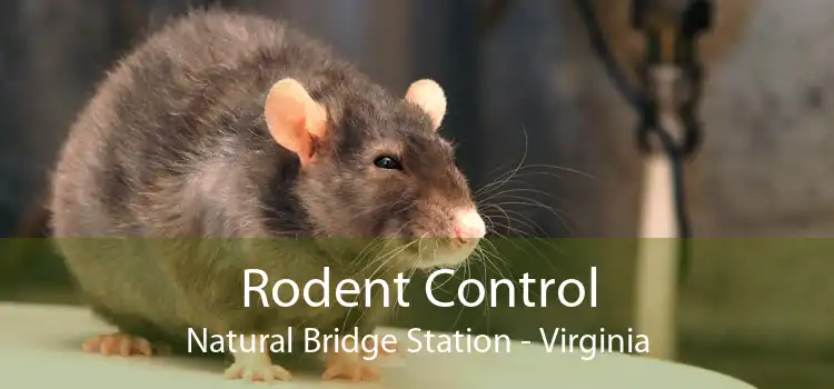 Rodent Control Natural Bridge Station - Virginia