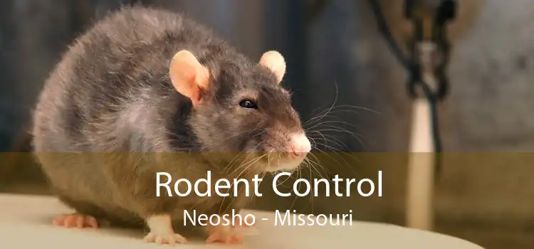 Rodent Control Neosho - Missouri