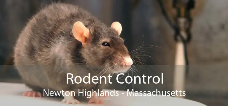 Rodent Control Newton Highlands - Massachusetts