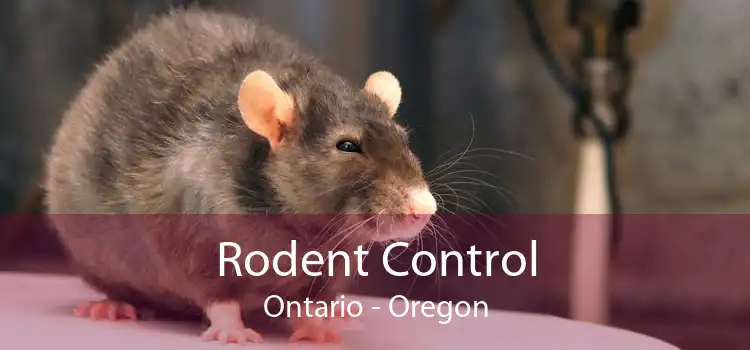 Rodent Control Ontario - Oregon