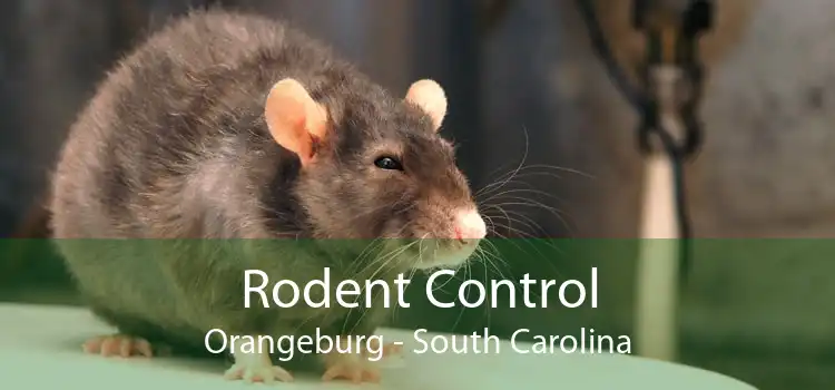 Rodent Control Orangeburg - South Carolina