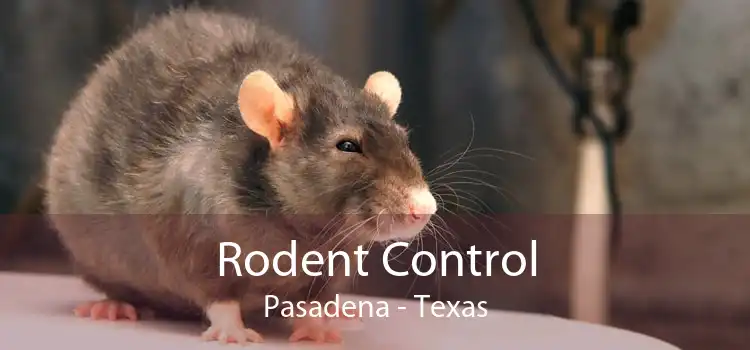 Rodent Control Pasadena - Texas