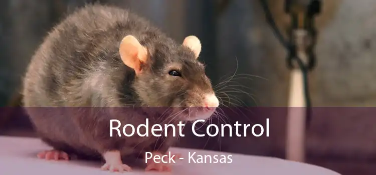 Rodent Control Peck - Kansas