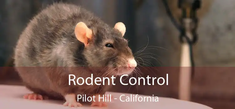 Rodent Control Pilot Hill - California