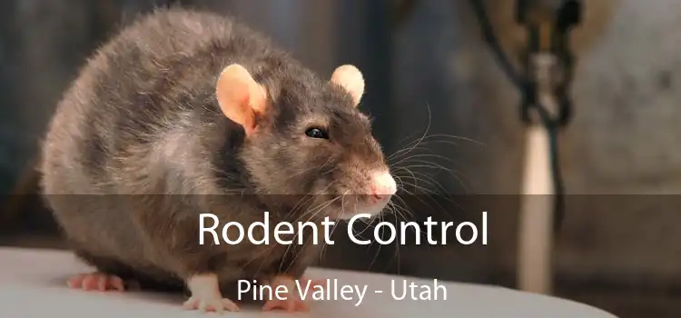 Rodent Control Pine Valley - Utah