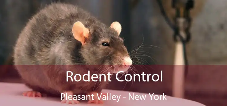 Rodent Control Pleasant Valley - New York