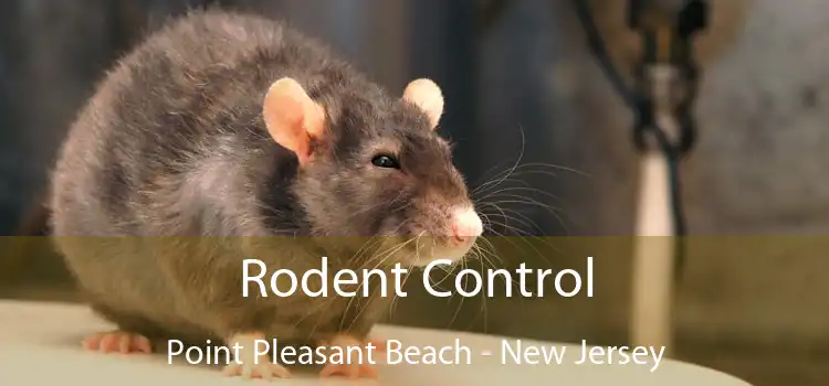 Rodent Control Point Pleasant Beach - New Jersey