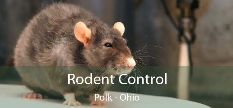 Rodent Control Polk - Ohio