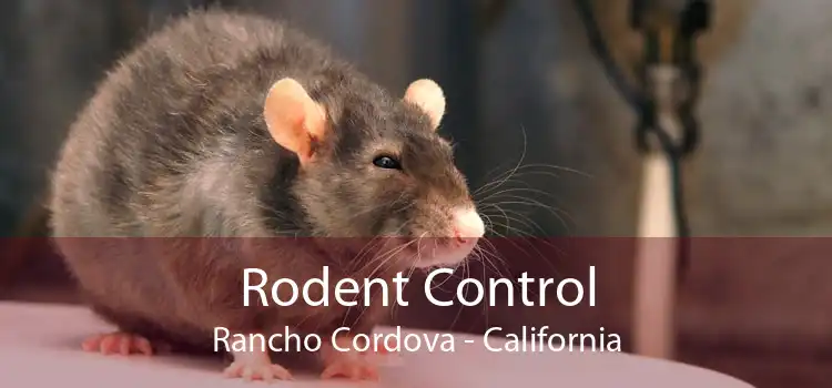 Rodent Control Rancho Cordova - California