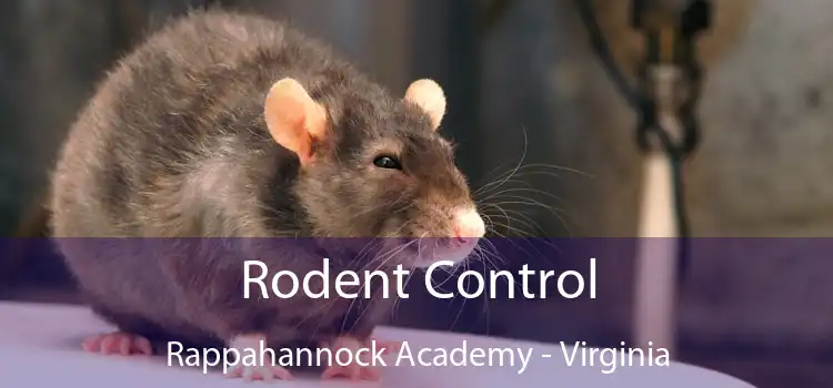 Rodent Control Rappahannock Academy - Virginia