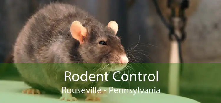 Rodent Control Rouseville - Pennsylvania