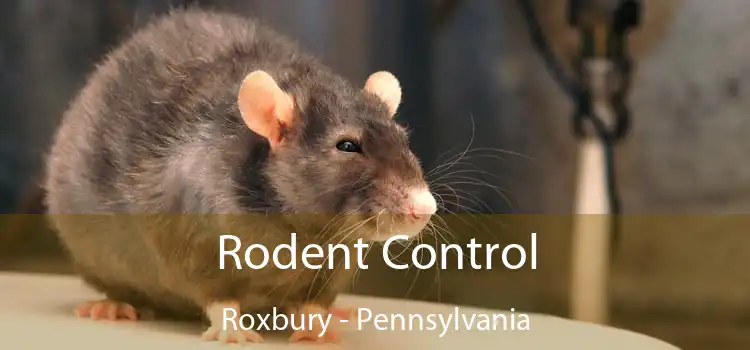 Rodent Control Roxbury - Pennsylvania