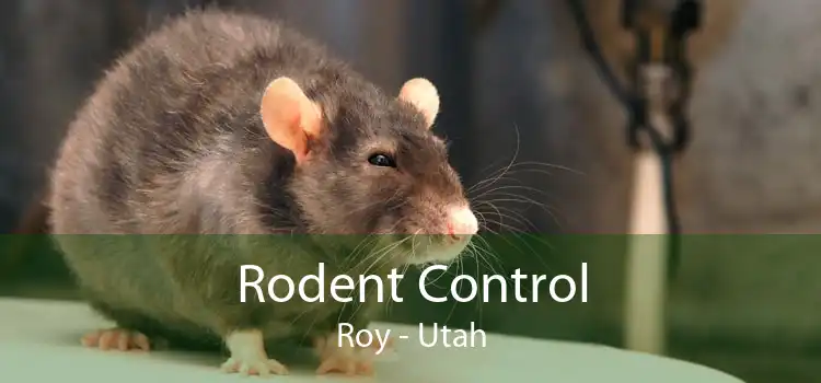 Rodent Control Roy - Utah