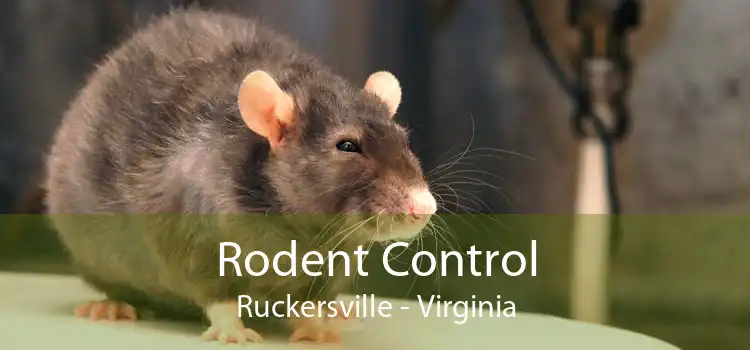Rodent Control Ruckersville - Virginia