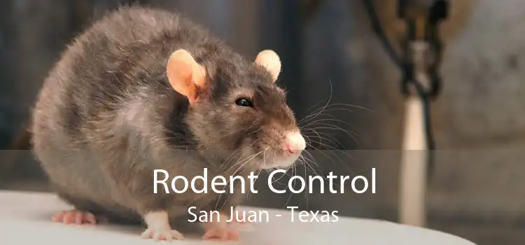 Rodent Control San Juan - Texas