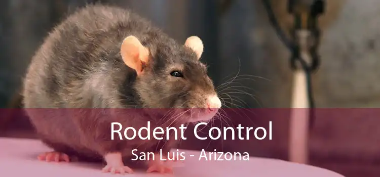 Rodent Control San Luis - Arizona