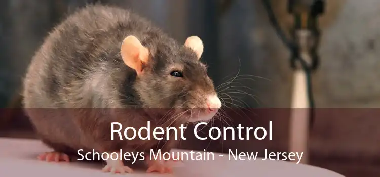 Rodent Control Schooleys Mountain - New Jersey