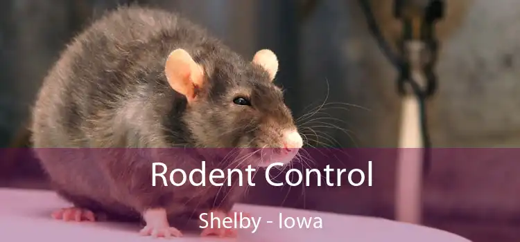 Rodent Control Shelby - Iowa