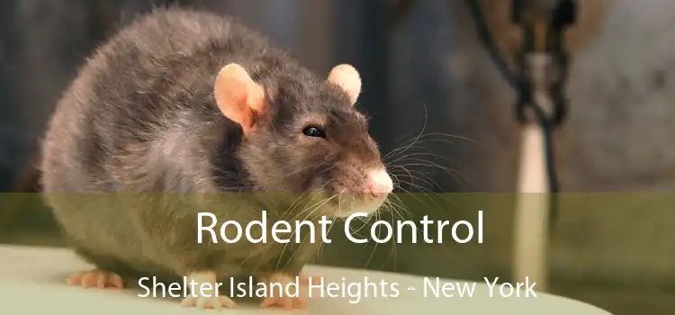 Rodent Control Shelter Island Heights - New York