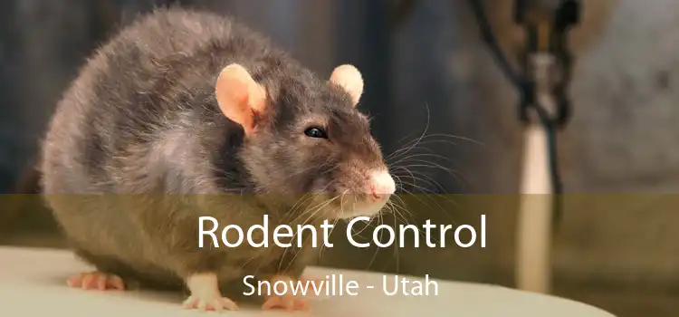 Rodent Control Snowville - Utah