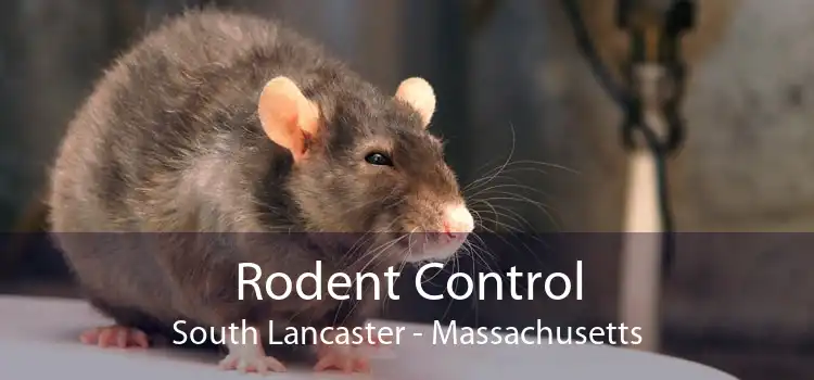 Rodent Control South Lancaster - Massachusetts