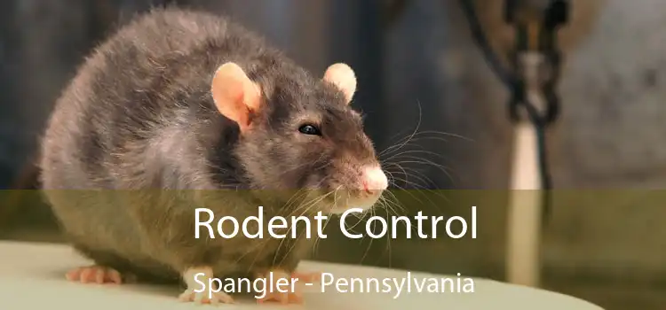 Rodent Control Spangler - Pennsylvania