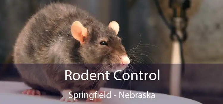 Rodent Control Springfield - Nebraska