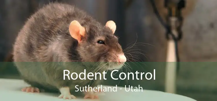 Rodent Control Sutherland - Utah