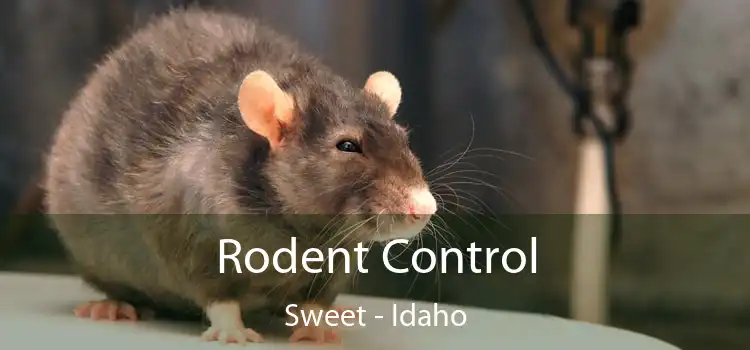 Rodent Control Sweet - Idaho
