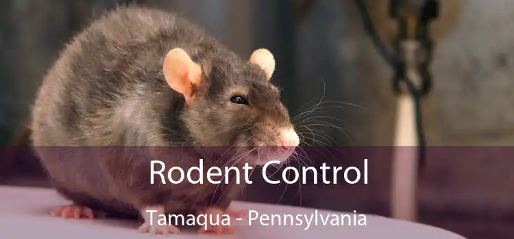 Rodent Control Tamaqua - Pennsylvania