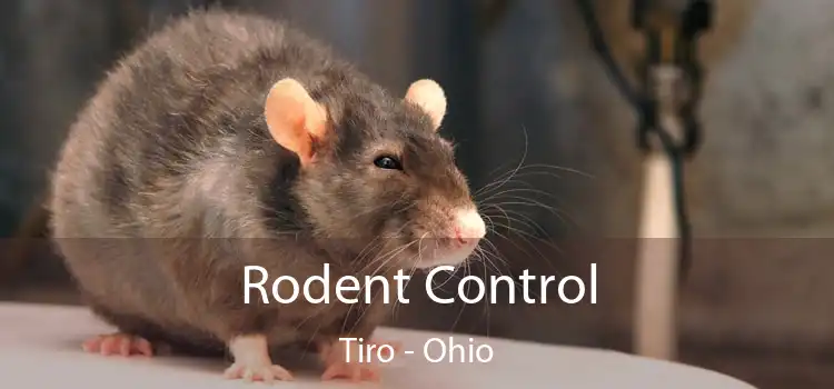 Rodent Control Tiro - Ohio