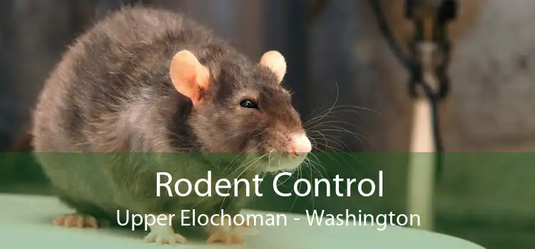 Rodent Control Upper Elochoman - Washington