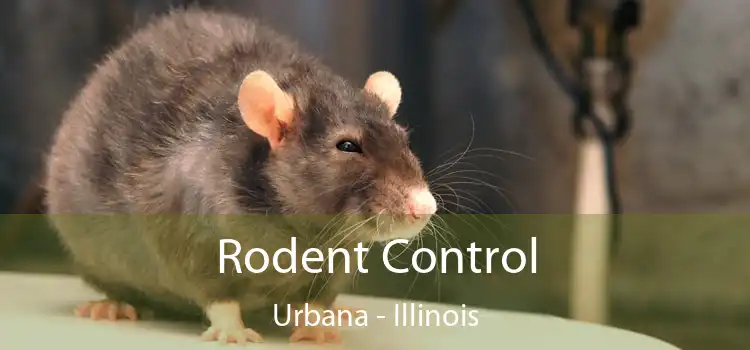 Rodent Control Urbana - Illinois