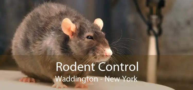 Rodent Control Waddington - New York