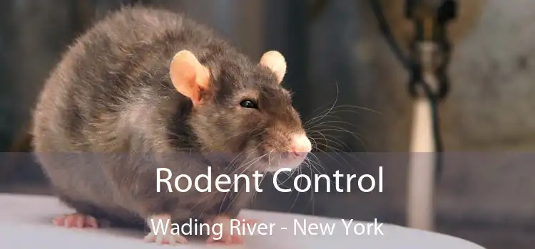 Rodent Control Wading River - New York