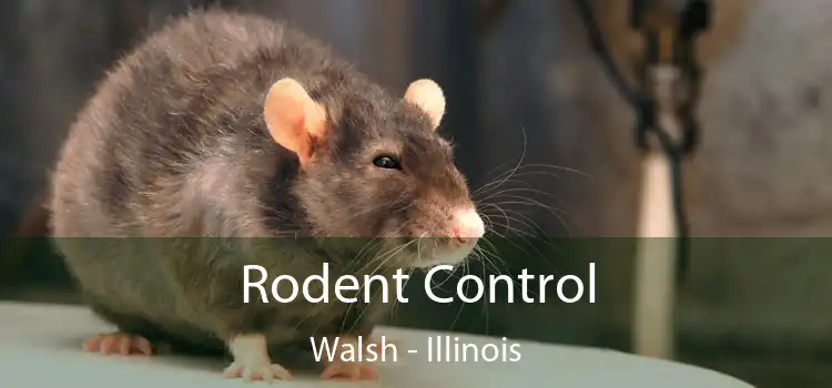 Rodent Control Walsh - Illinois