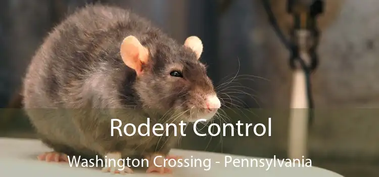 Rodent Control Washington Crossing - Pennsylvania