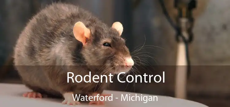 Rodent Control Waterford - Michigan